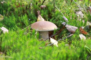 mushroom in the forest