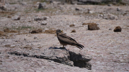 Tawny eagle sitting on the ground