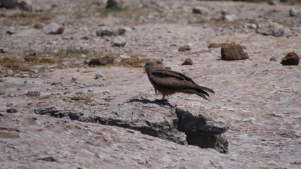 Tawny eagle sitting on the ground