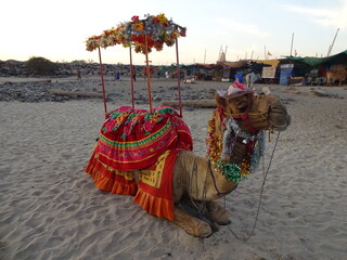 Indian Camel sitting on a sand at beach