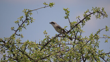 Loggerhead shrike sitting on a tree branch