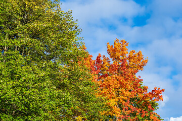 Blick auf herbstlich gefärbte Bäume in der Hansestadt Rostock