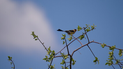 Juvenile pin tailed whydah