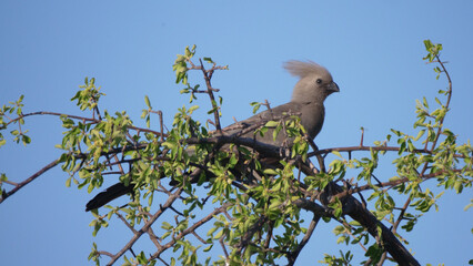 Grey go-away-bird in a tree