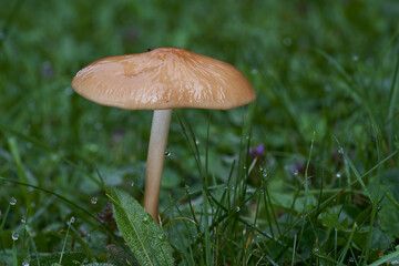 Edible mushroom Hymenopellis radicata or Xerula radicata on a mountain meadow. Known as deep root mushroom or rooting shank. Wild mushroom growing in the grass.