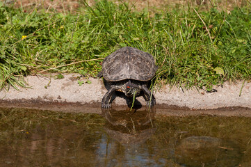 water turtle in the meadow by the pond