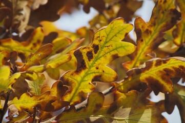 Eichenblätter im Herbst.