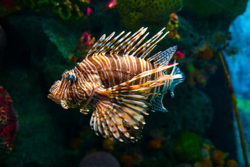 Naklejka na ściany i meble Venomous Lion Fish in Coral Reef