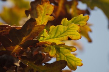 Eichenblätter im Herbst.