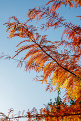 Autumn trees with colourful leaves and banches