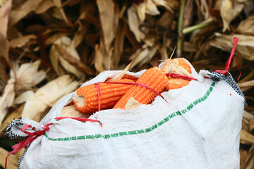 Harvest corn in the field. sack of corn