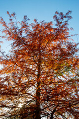 Autumn trees with colourful leaves and banches