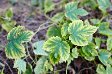 Fresh leaves of hop at undergrowth. The plant is used in brewing