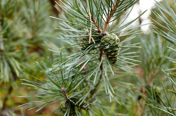 Pine branch with ripe cones in forest. Beautiful spruce branch with needles. Christmas tree in nature