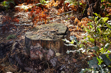 Obraz premium Tree stump in a bright forest. Tree stump after deforestation