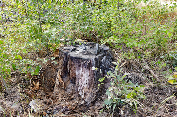 Fototapeta premium Tree stump in a bright forest. Tree stump after deforestation
