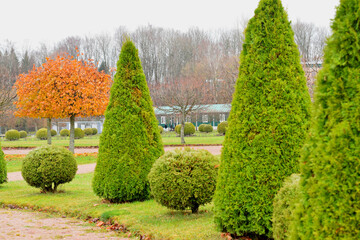trees in garden