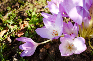 Purple blooming colchicum autumnale flowers - Autumn flower under early morning soft sunlight. Family name Colchicaceae, Scientific name Colchicum. Selective focus 