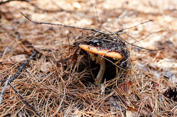 Toxic and hallucinogen mushroom Fly Agaric in needles and leaves on autumn forest background. Amanita Muscaria, poisonous mushroom. Selective focus, blurred background
