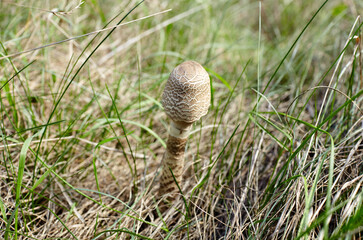 Toxic and hallucinogen mushroom in undergrowth on autumn forest background. Selective focus, blurred background