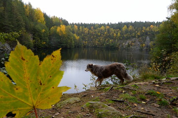 Spaziergang am Steinbruchsee.Schöner Hund im Herbst am See