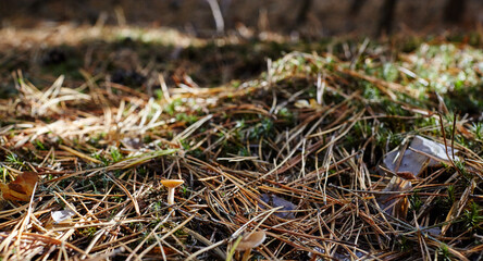 Toxic and hallucinogen mushroom in undergrowth on autumn forest background. Selective focus, blurred background