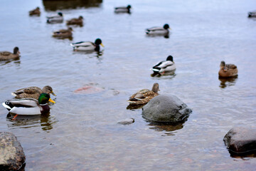ducks on the lake