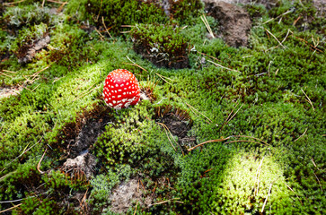 
Toxic and hallucinogen mushroom Fly Agaric in moss on autumn forest background. Amanita Muscaria,...