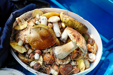 Dirty, unpeeled Boletus mushrooms in plastic bucket. Picking wild mushrooms in autumn forest. Family name Boletaceae, Scientific name Boletus edulis