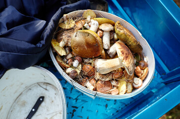 Dirty, unpeeled Boletus mushrooms in plastic bucket. Picking wild mushrooms in autumn forest. Family name Boletaceae, Scientific name Boletus edulis