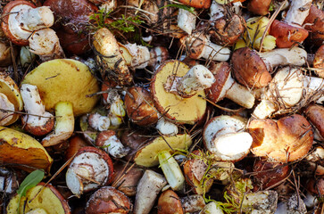 Dirty, unpeeled Suillus mushrooms in bucket. Picking wild mushrooms in autumn forest. Family name Boletaceae, Scientific name Suillus. Top view