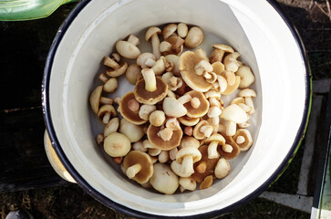 Clean, peeled Suillus mushrooms in metal pan. Fresh uncooked mushrooms background. Top view