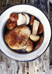 Clean, peeled Boletus mushrooms in metal bowl. Family name Boletaceae, Scientific name Boletus edulis. Fresh porcini mushrooms on a wooden background. Top view