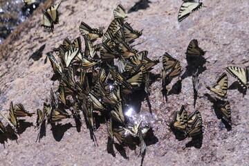kaleidoscope of butterflies 09