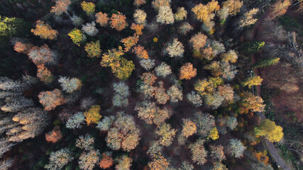 Colorful forest in autumn . top down aerial view