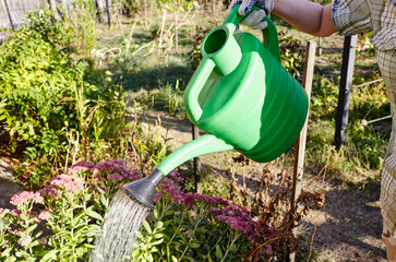 Woman gardening in backyard.  Women's hands hold watering can and watering flowers