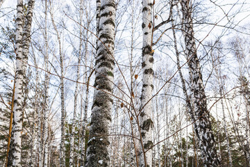 Trunks of large birches against the blue sky in the winter forest