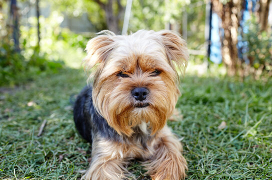 Beautiful yorkshire terrier on a grass waiting for play. Portrait of nice dog