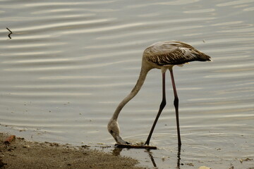 flamingo