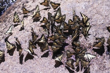 kaleidoscope of butterflies 06