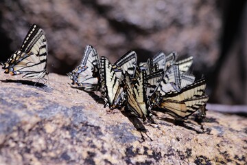 kaleidoscope of butterflies 05