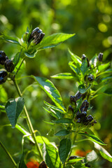 plantation of purple bell peppers gardening concept