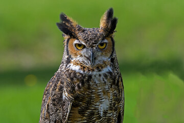 Great horned owl, also known as the tiger owl or the hoot owl in daylight. It is a large owl native to the Americas and it is an extremely adaptable bird with a vast range 