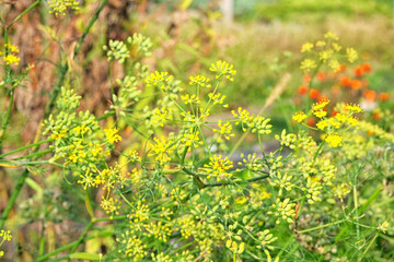 Star anise flowers bloom in the meadow. Many small yellow flowers grow in the farmers garden.