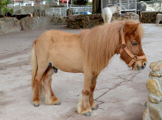 Dwarf horse in farm