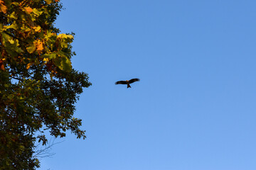 vulture in flight