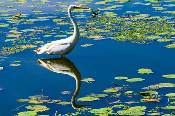 Aigrette garzette et son reflet dans l'eau du Lac de Grandlieu