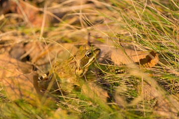 Frog in the grass, Rana temporaria