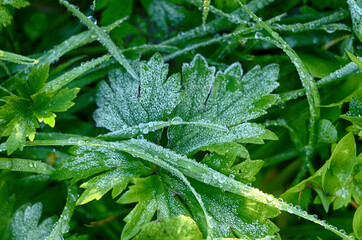 Frozen drops of dew on the grass. leaf close up.