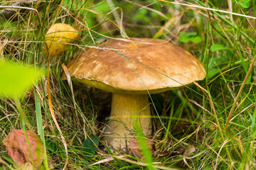 mushroom in the grass